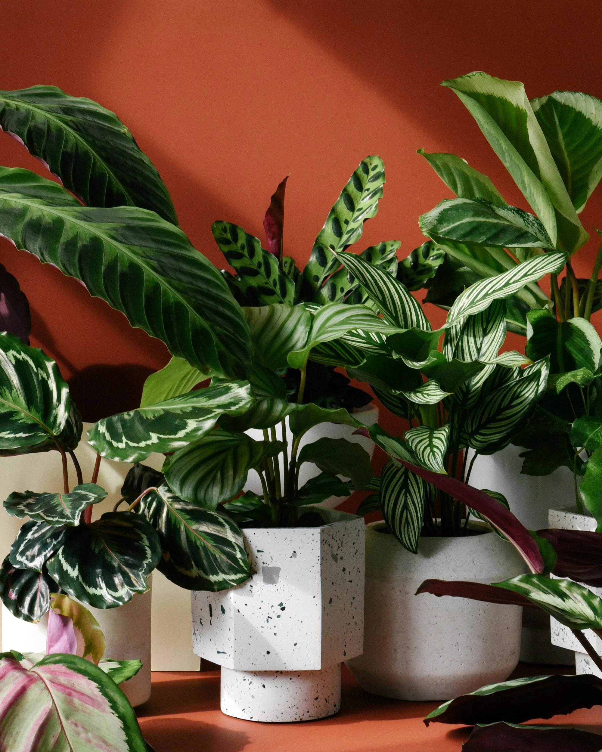 Exceptional Greenery for Every Home