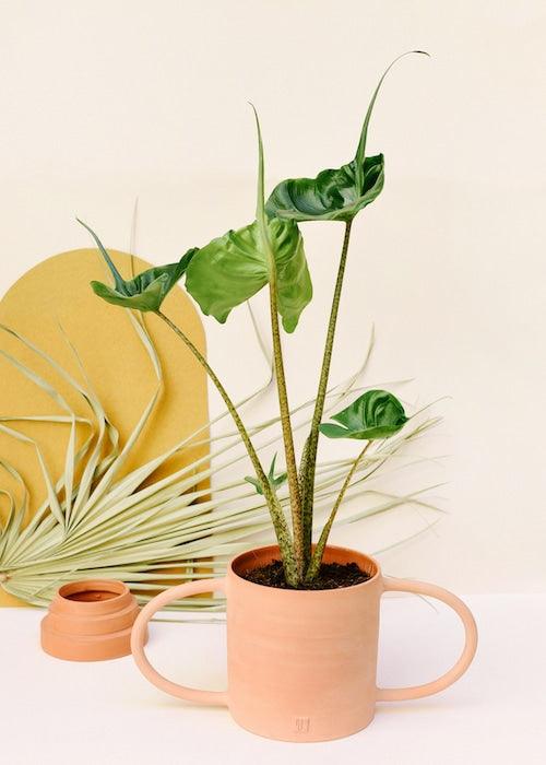 Alocasia macrorrhiza ‘Stingray’ Medium - Image 4